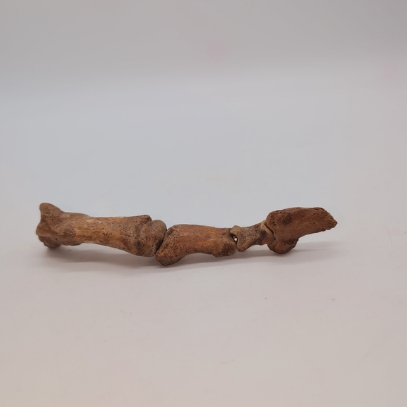 Real Fossilized Extinct Cave Bear Claw And Finger Bones Ursus spelaeus - Picture 4 of 9